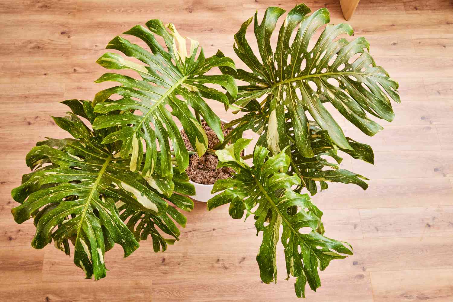 Yellow Thai Constellation Monstera： A Guide to Growing This Unique Variegated Plant