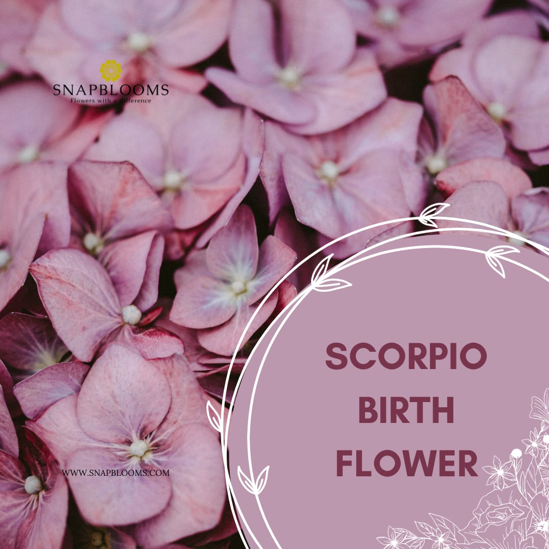 Scorpio Birth Flower： Discover the Meaning Behind Geranium and Chrysanthemum