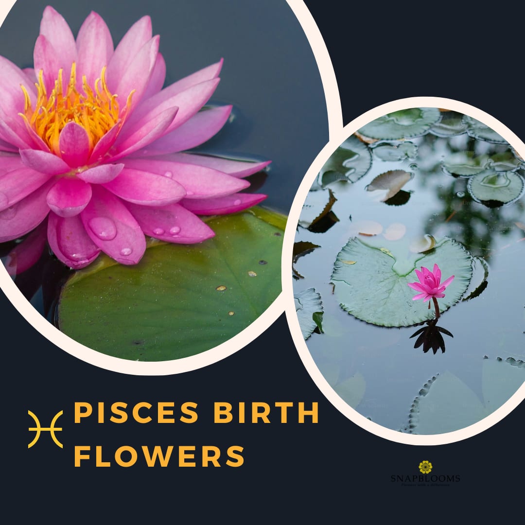 Pisces Birth Flowers： Water Lilies, Jasmine, and Floral Meanings