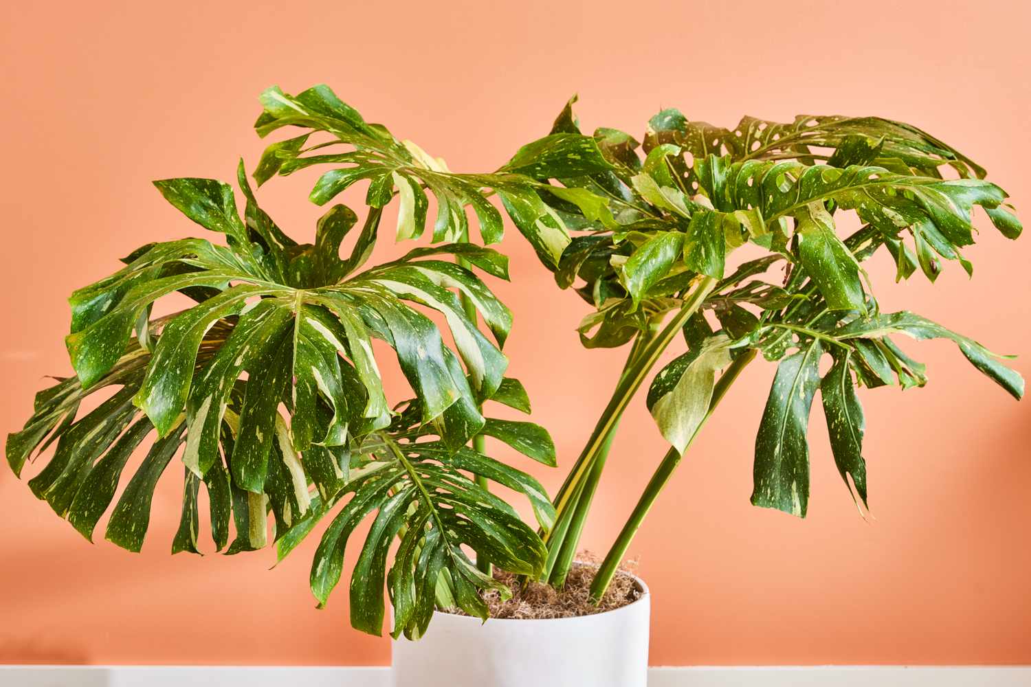 Yellow Thai Constellation Monstera： A Guide to Growing This Unique Variegated Plant