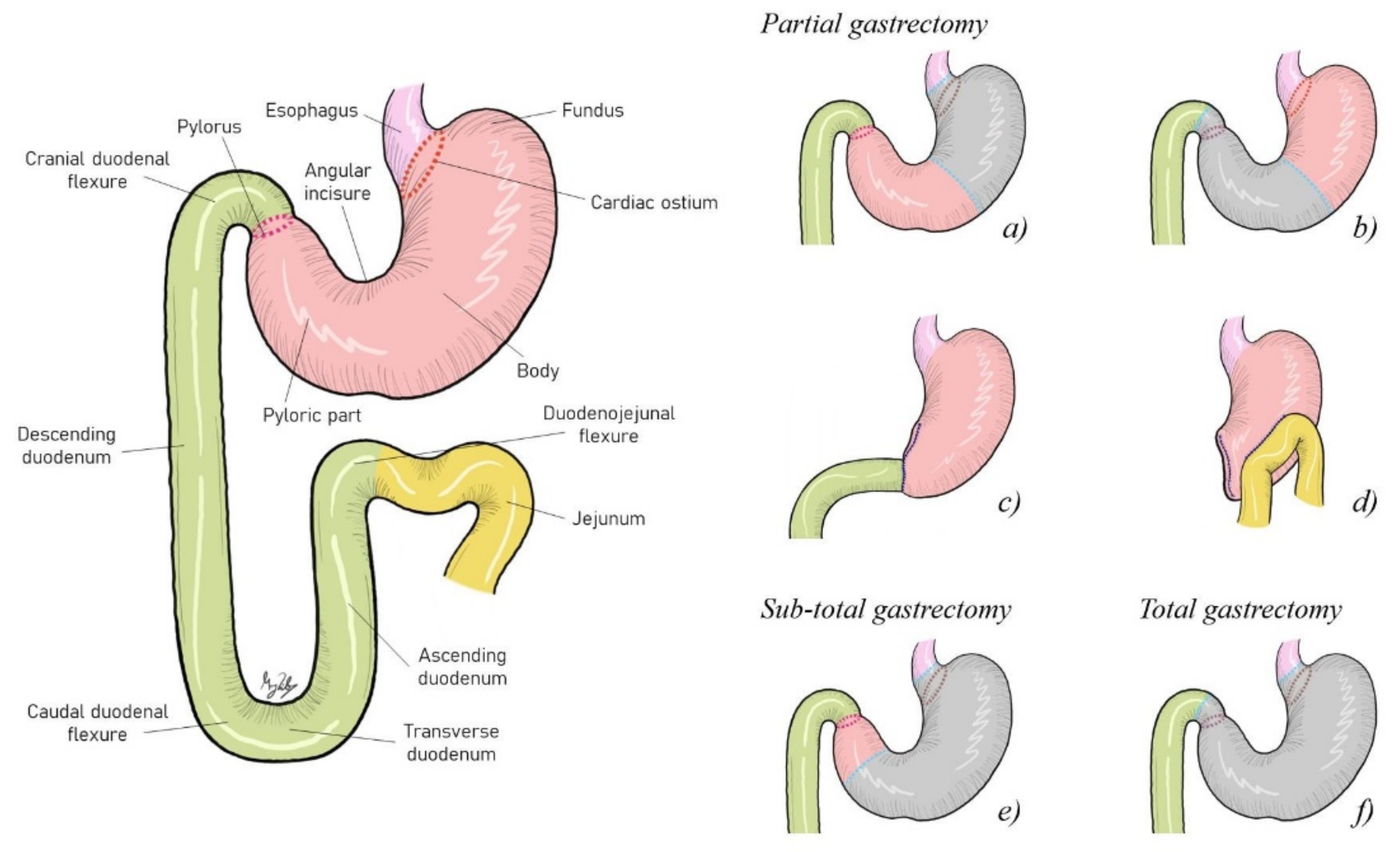 canine gastric cancer