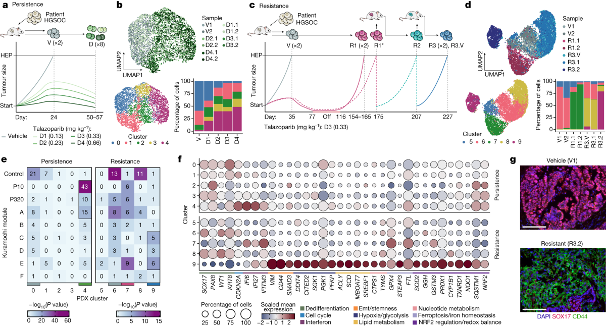 cellular adaptation to cancer therapy along a resistance continuum