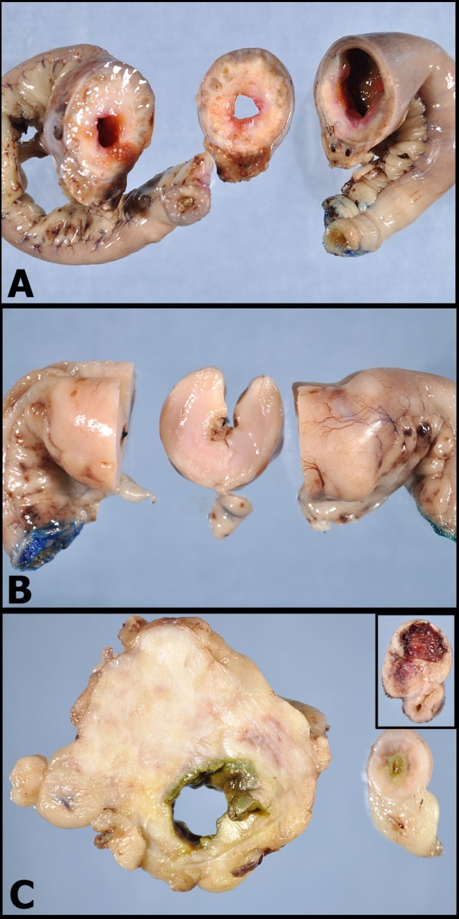 canine gastric cancer