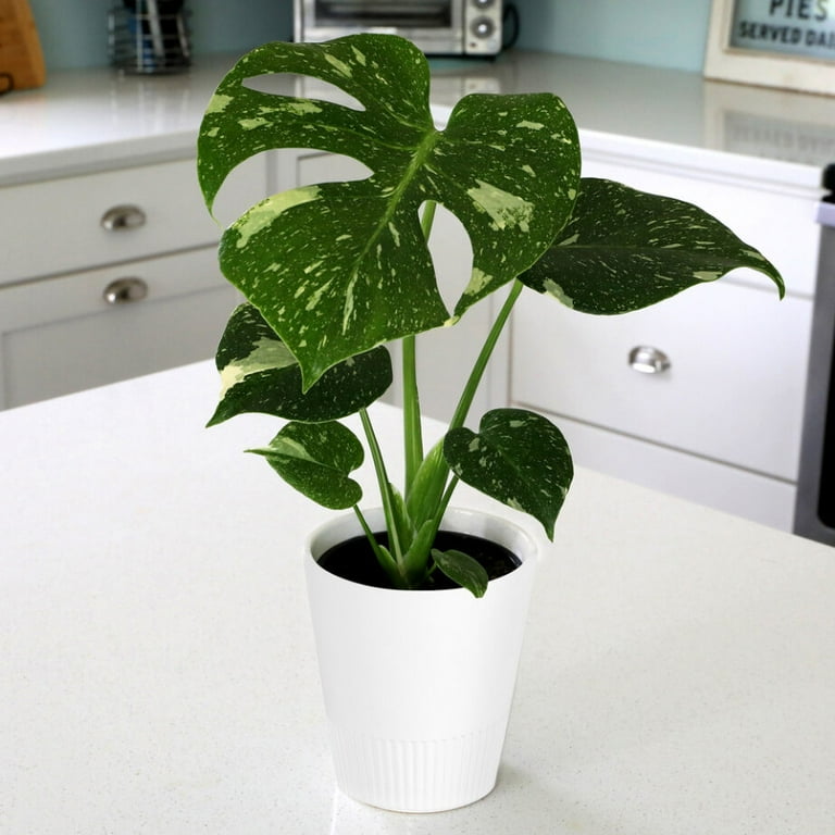 Buy Monstera Thai Constellation at Walmart - Rare & Stunning Indoor Plant