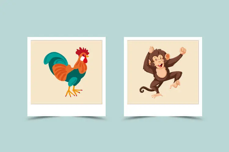 Is the Monkey Woman and Rooster Man a Perfect Match? Exploring Compatibility and Conflicts