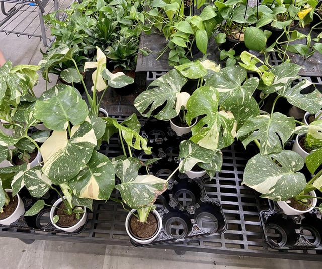 How I Got My Hands on a Thai Constellation Monstera at Walmart