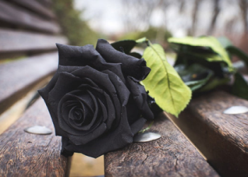 Scorpio Flowers: Discover the Meaning of Geranium and Chrysanthemum