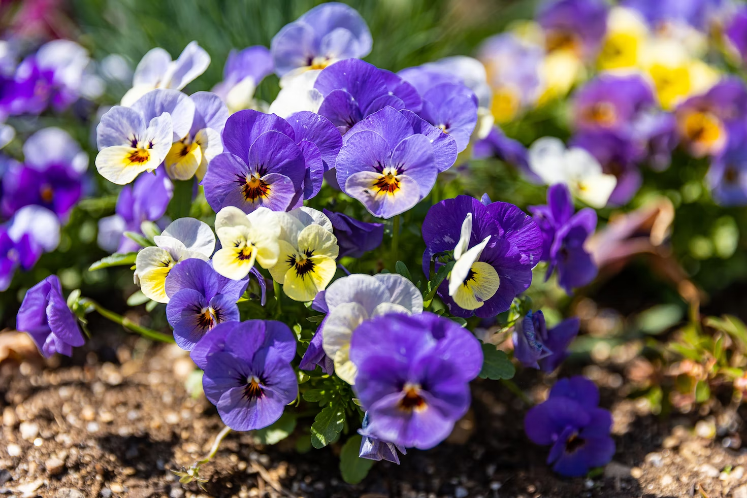 Capricorn Flowers: Discover the Meaning Behind the Pansy and Other Zodiac Blooms