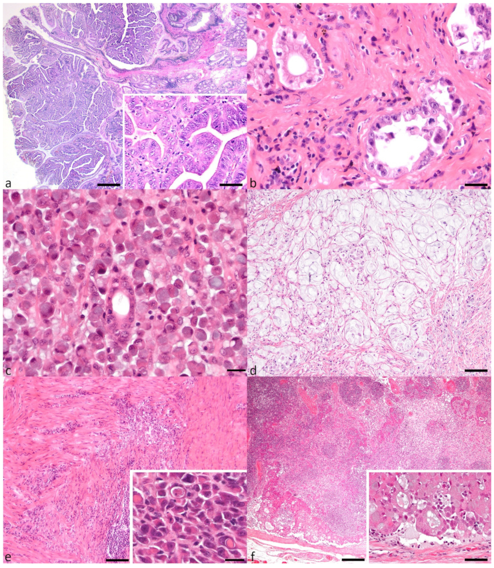 canine gastric cancer