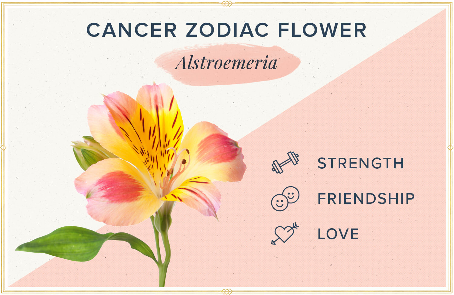 cancer flower