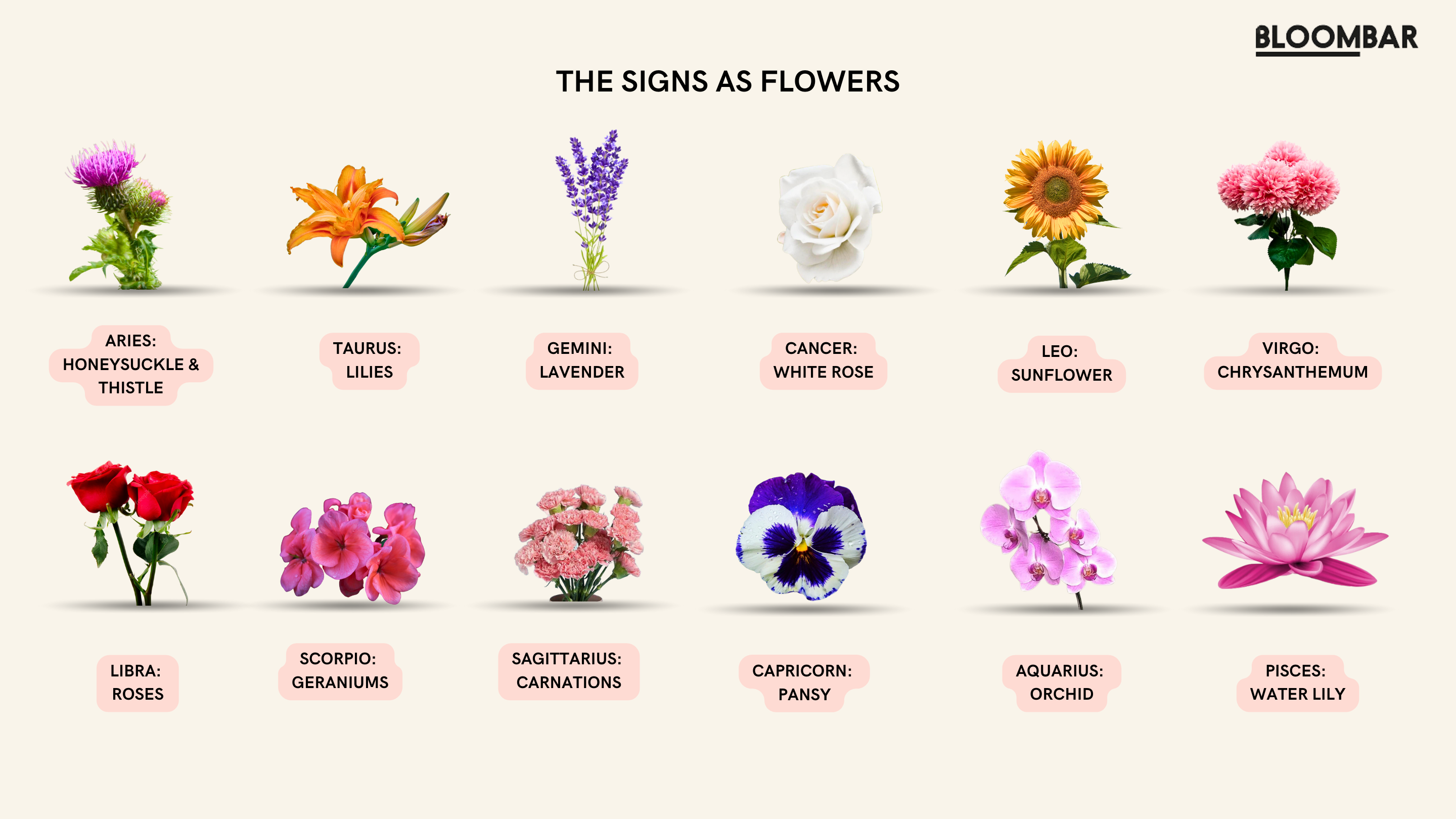 Capricorn Flowers: Discover the Meaning Behind the Pansy and Other Zodiac Blooms