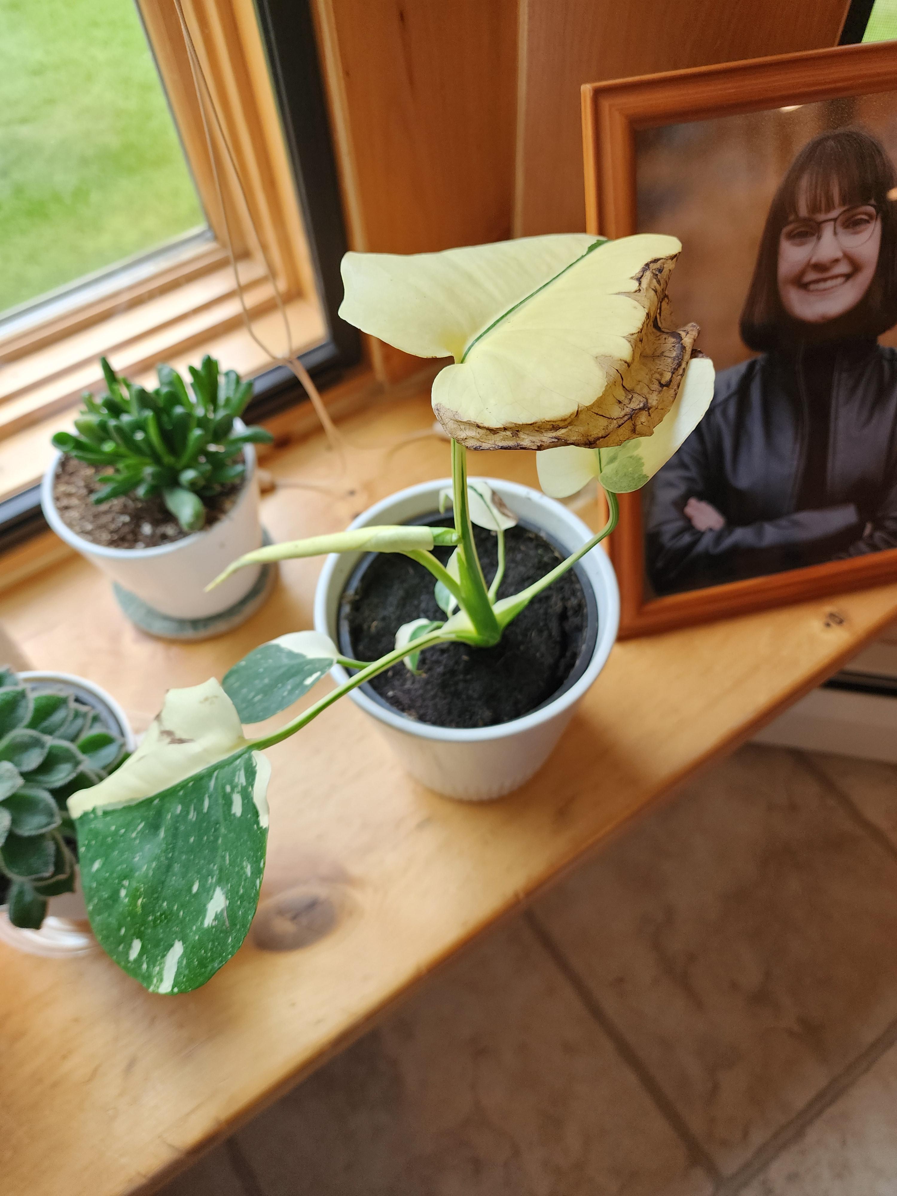 How I Got My Hands on a Thai Constellation Monstera at Walmart