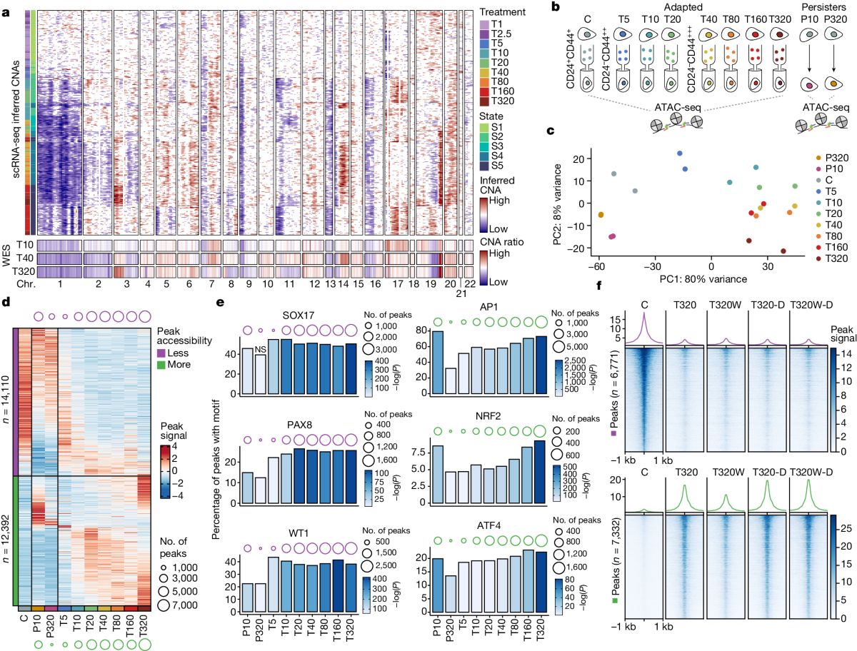 cellular adaptation to cancer therapy along a resistance continuum