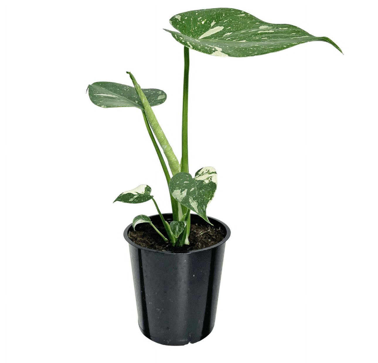 Buy Monstera Thai Constellation at Walmart - Rare & Stunning Indoor Plant