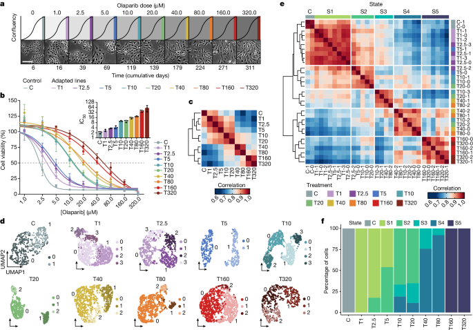 cellular adaptation to cancer therapy along a resistance continuum