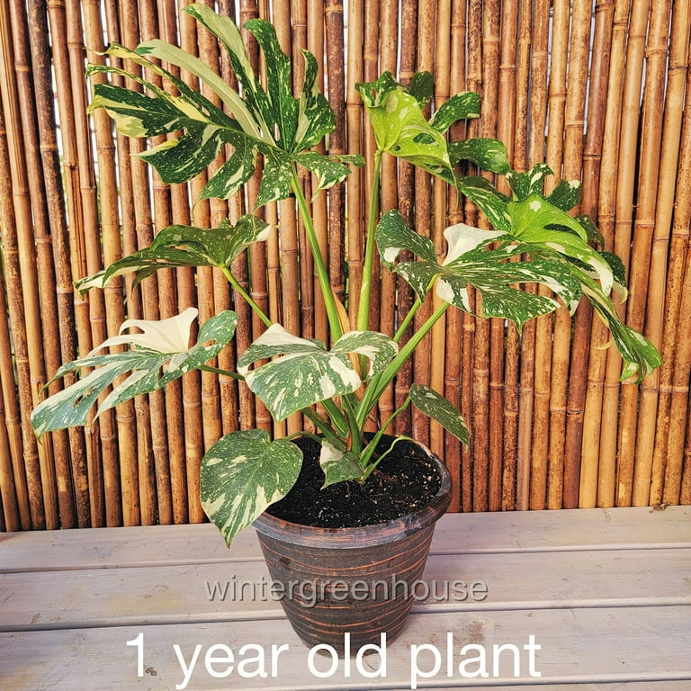 Buy Monstera Thai Constellation at Walmart - Rare & Stunning Indoor Plant