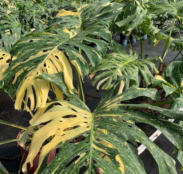 Thai Constellation Monstera Care: Avoid These Common Mistakes