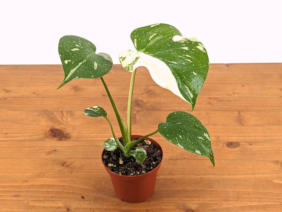 Is a Constellation Monstera Right for You? | Learn About This Rare Plant Before You Buy to be Confident