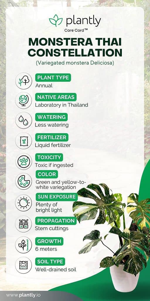 Monstera Thai Constellation Care: The Ultimate Guide 2024