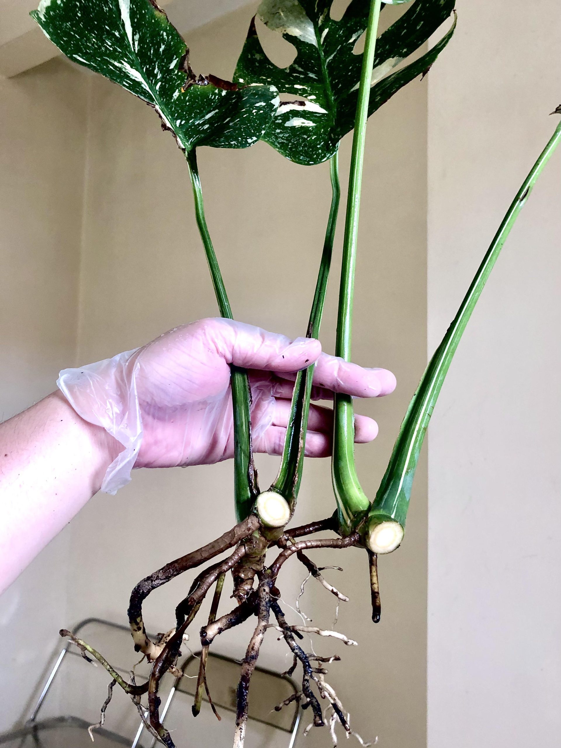 How to Propagate Monstera Deliciosa Thai Constellation?