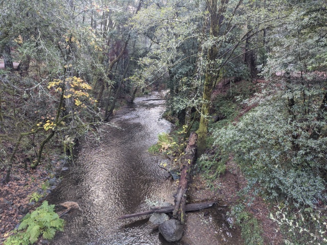 Discover the Leo T Cronin Fish Viewing Area in Lagunitas Creek