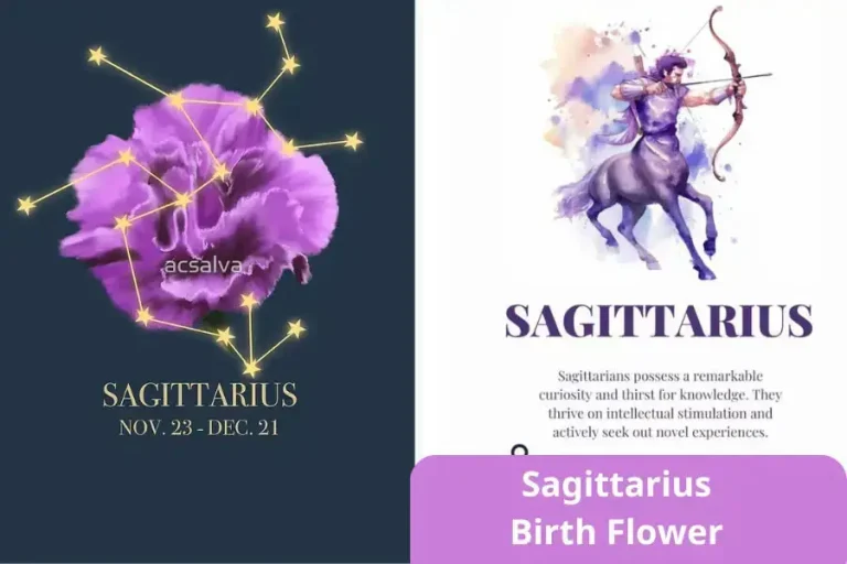 Sagittarius Flower: Interesting Facts You Didnt Know