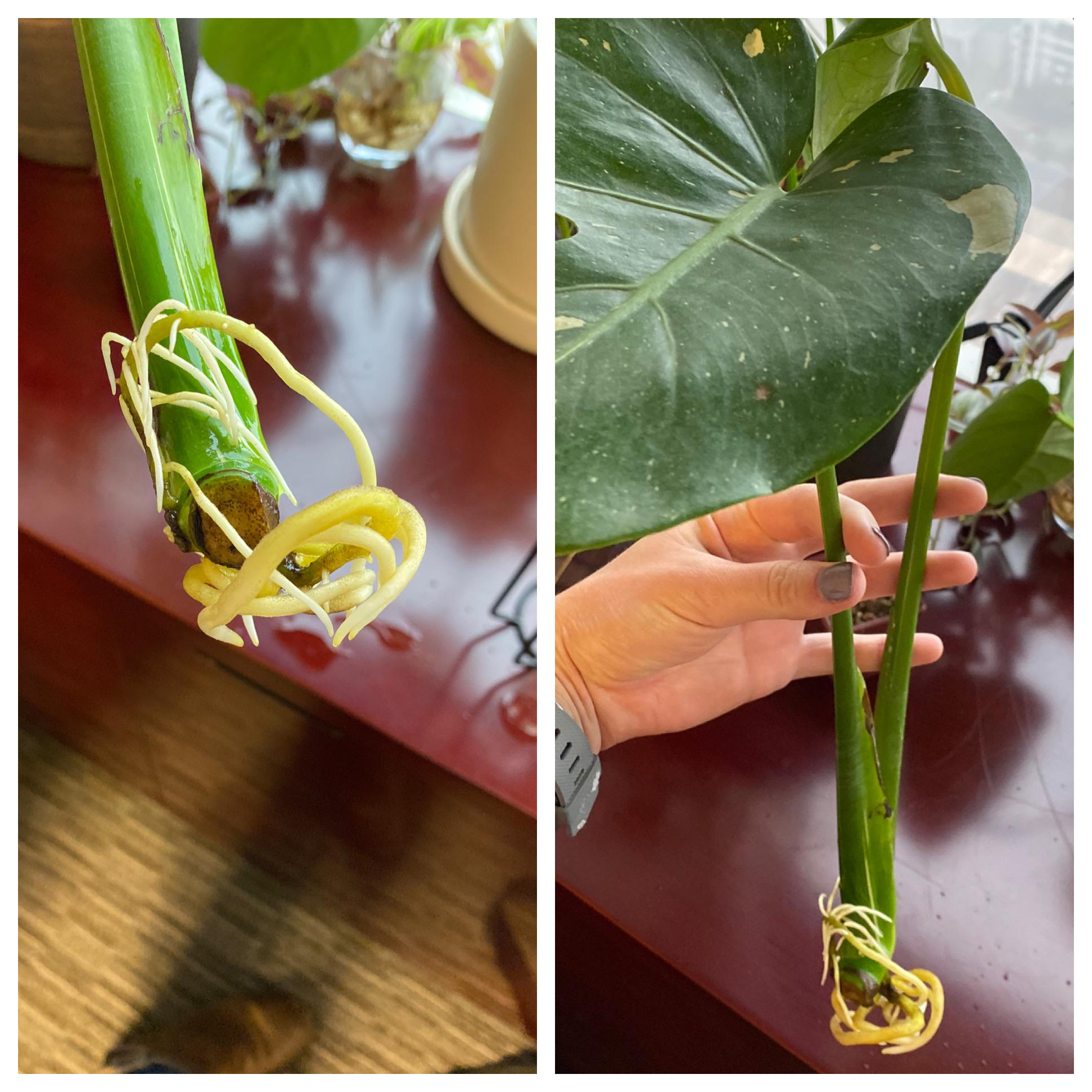 Thai Constellation Monstera: How to Grow and Propagate