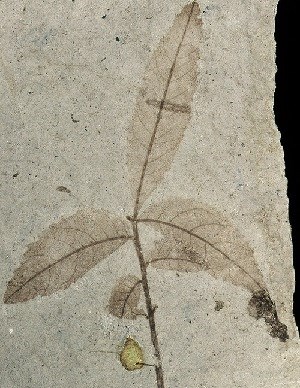 F Leo Lesquereuxs Legacy: Studying Fossil Plants Today