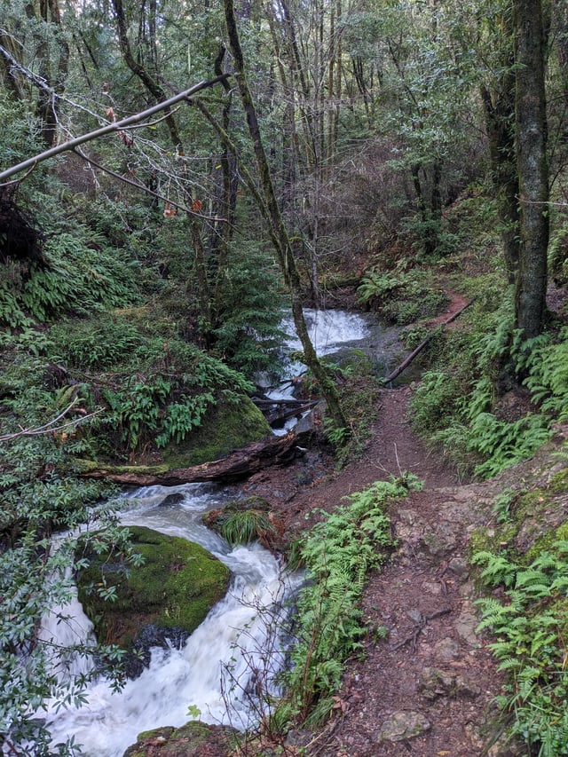 Discover the Leo T Cronin Fish Viewing Area in Lagunitas Creek