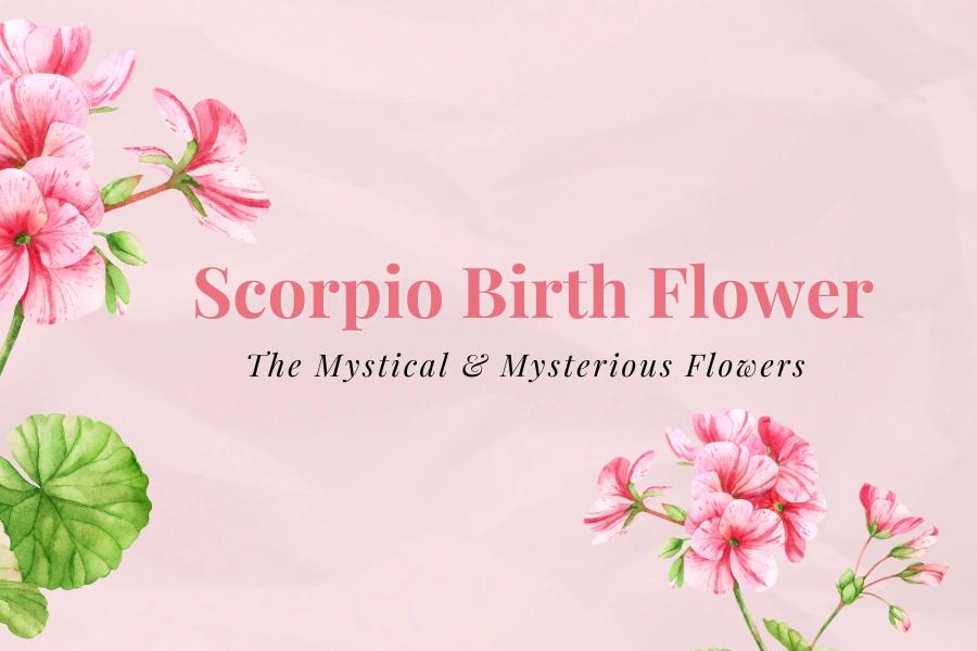 Whats the Scorpio birth flower? Discover your perfect floral match now!