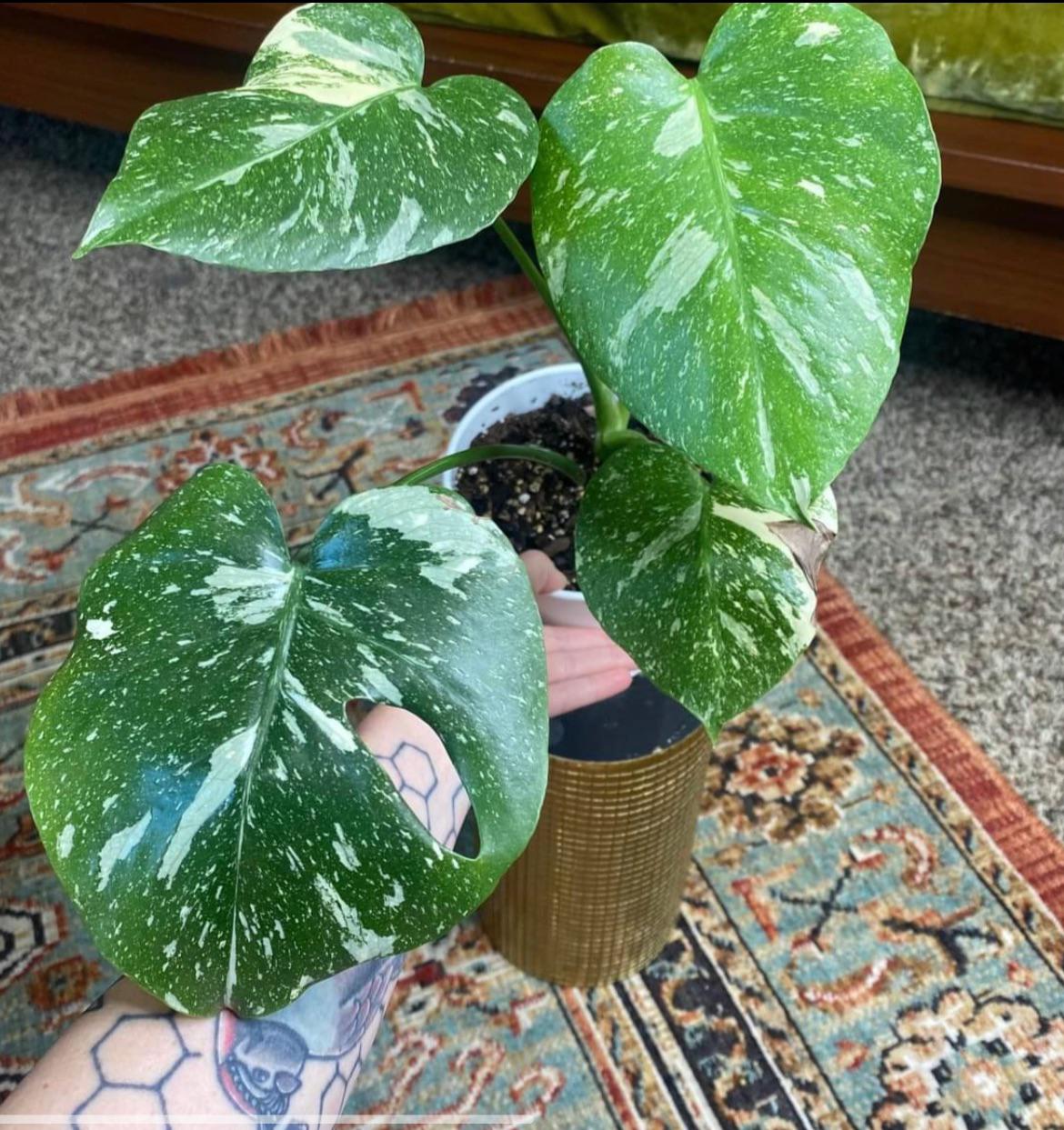 Is a Constellation Monstera Right for You? | Learn About This Rare Plant Before You Buy to be Confident