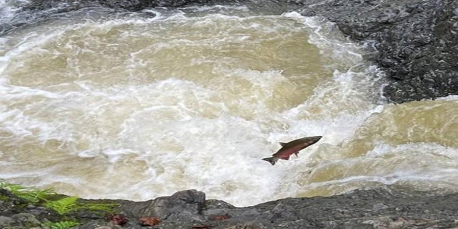 Discover the Leo T Cronin Fish Viewing Area in Lagunitas Creek