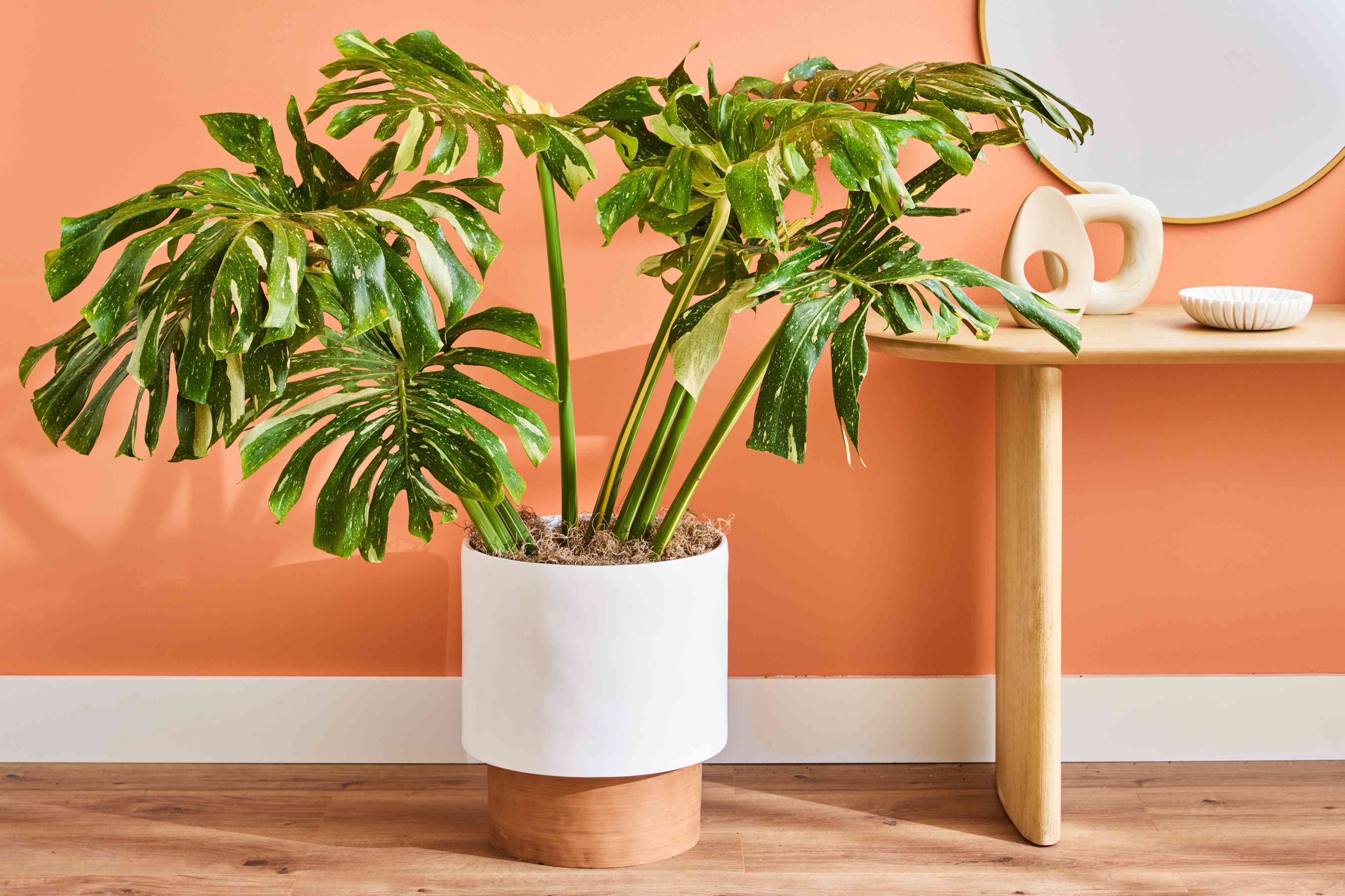 Monstera Constellation care tips (Easy guide for beginners to keep your plant healthy and thriving)