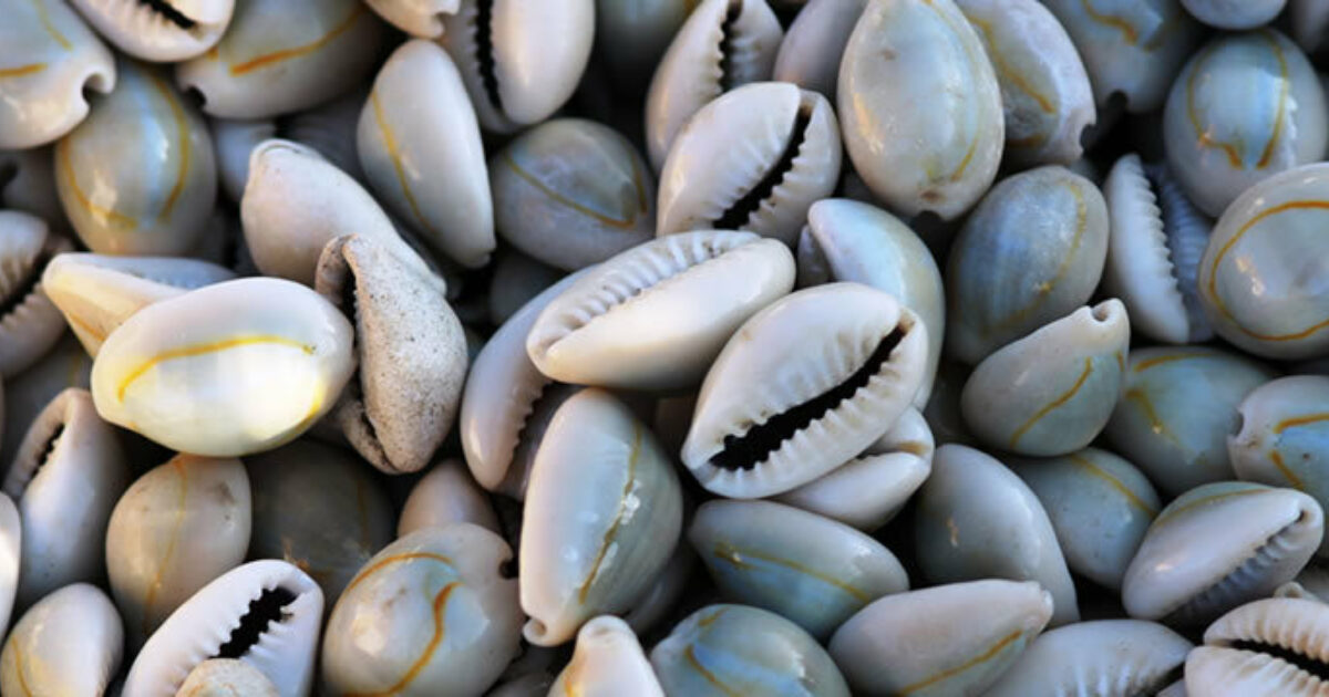 Cowries Divination: How to Use Cowrie Shells for Fortune Telling and Guidance