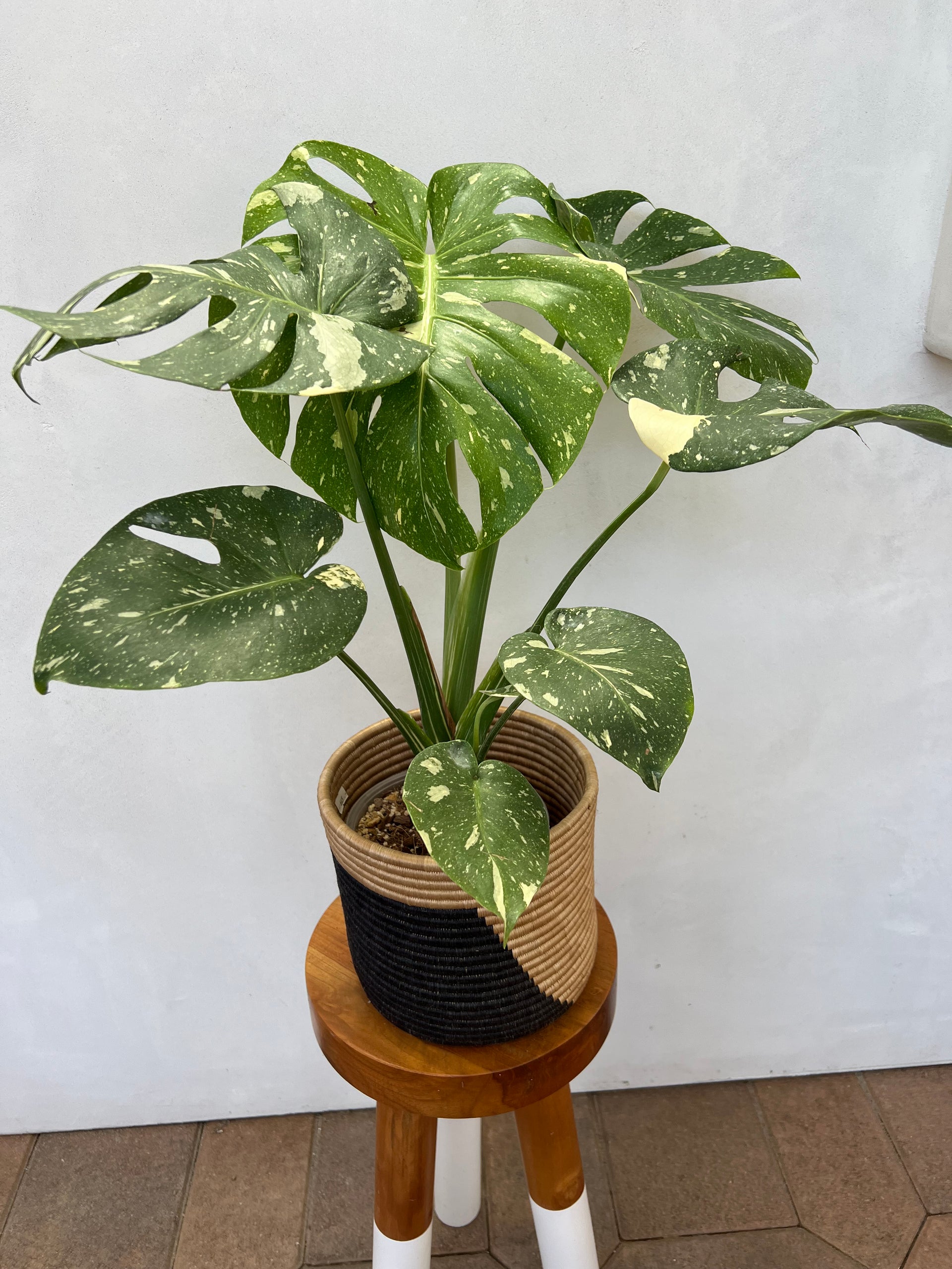 Looking for Monstera Thai Constellation? Heres Where to Buy!