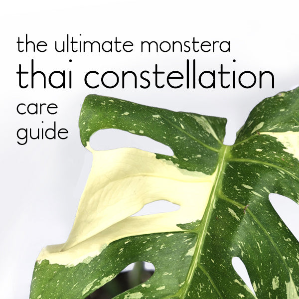 Thai Constellation Monstera Care: Avoid These Common Mistakes