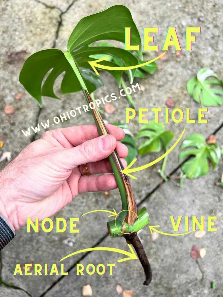 How to Propagate Monstera Deliciosa Thai Constellation?