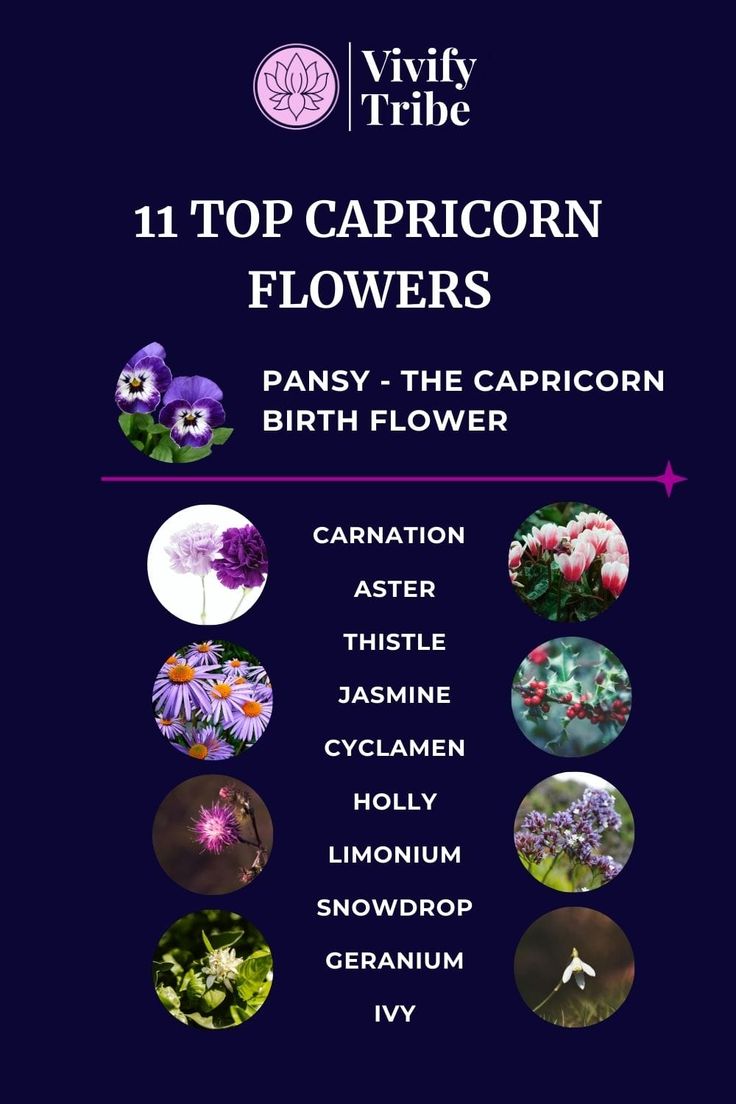 Discover the Capricorn Flower and Its Unique Meanings