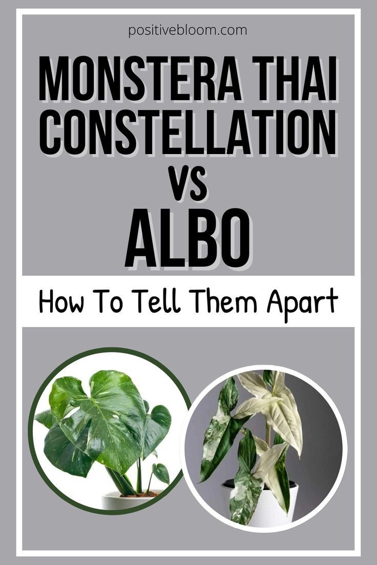 Monstera Albo vs Thai Constellation: The ultimate guide to telling them apart easily.