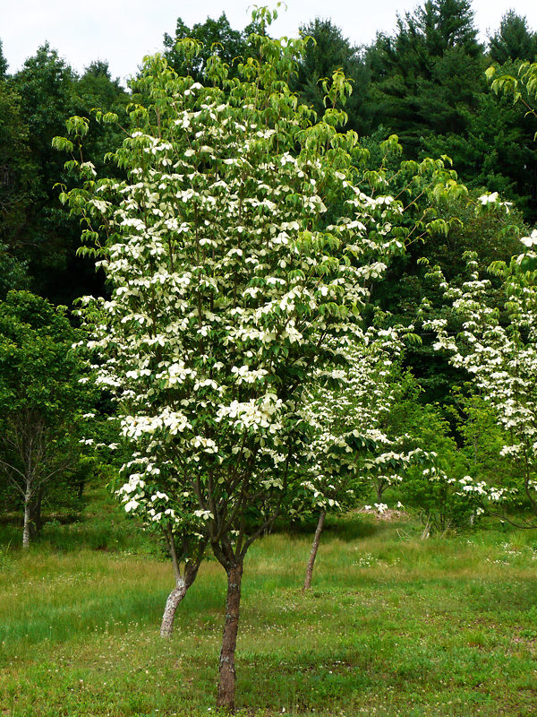 Constellation Dogwood vs. Other Types - A Quick and Easy Comparison