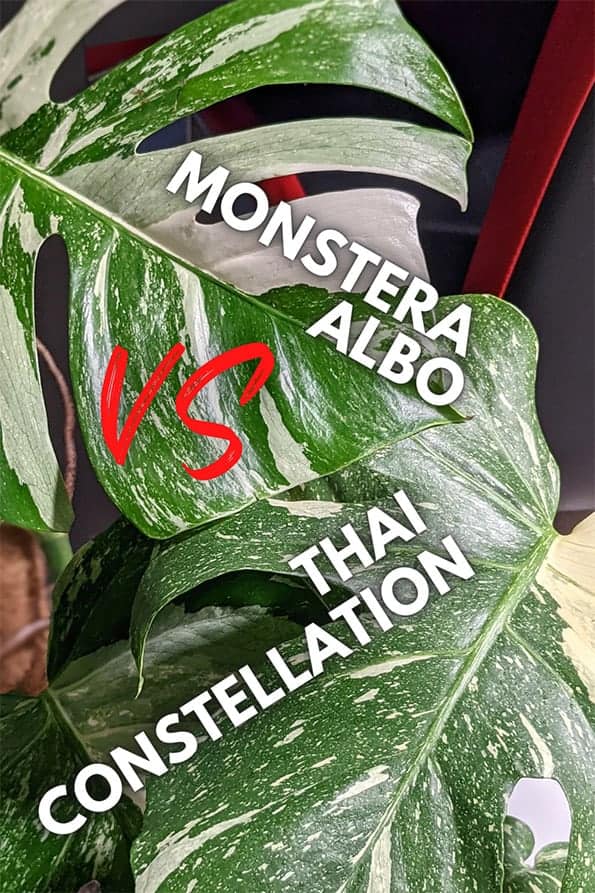 Monstera Albo vs Thai Constellation: The ultimate guide to telling them apart easily.