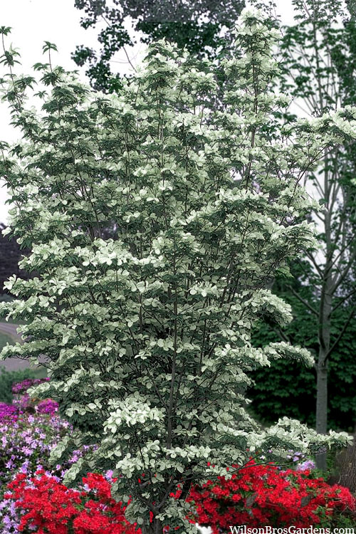 Constellation Dogwood vs. Other Types - A Quick and Easy Comparison