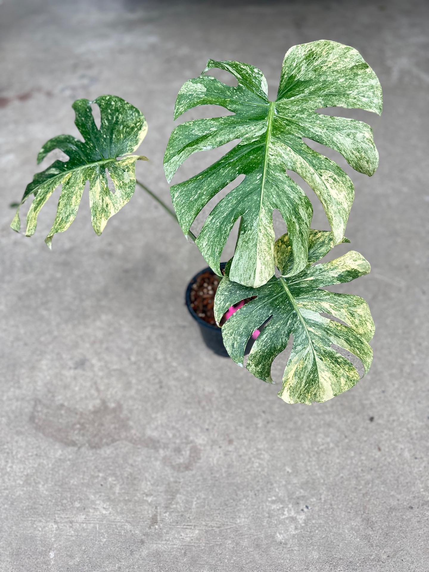 Propagating Thai Monstera Constellation (The Simple Step-by-Step Guide to Growing More of These Beauties)