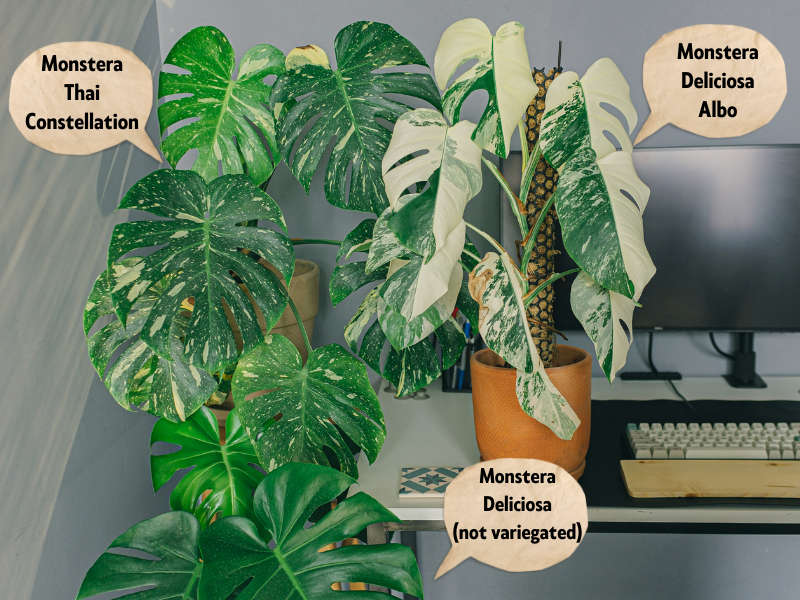 Thai Constellation Monsteras vs. Other Variegated Plants,What you need to know.